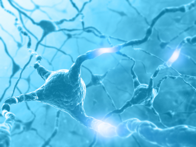 neurons